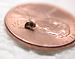 Fruit Fly on a penny
