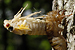 Cicada emerging from its shell